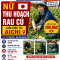 04 NỮ - THU HOẠCH RAU CỦ AICHI